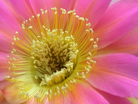 Cactus blossom