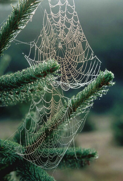 Spiders webs in the morning dew
