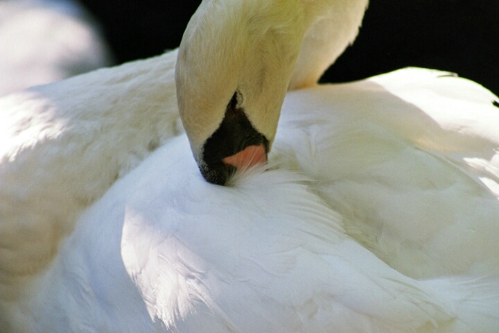 Swan neck