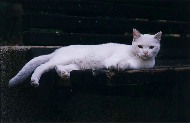 White Cat 