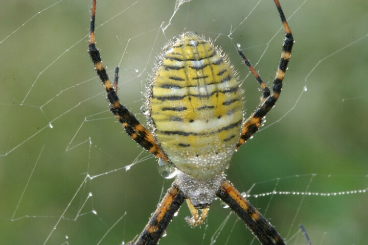 Dew Spider