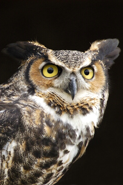 Great Horned Owl