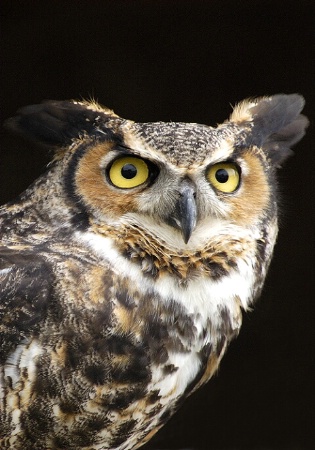 Great Horned Owl