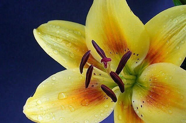 A Yellow Lily