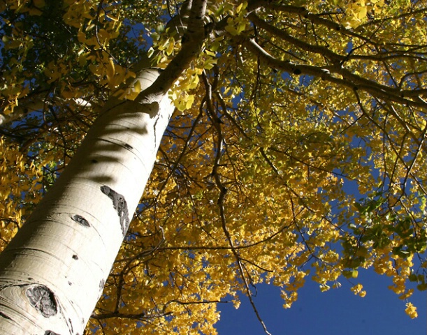 Rocky Mountain Aspen