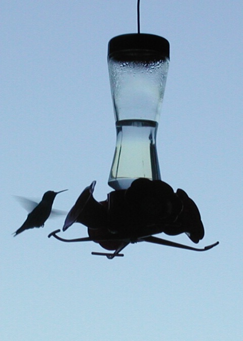 silhouette of a hummingbird