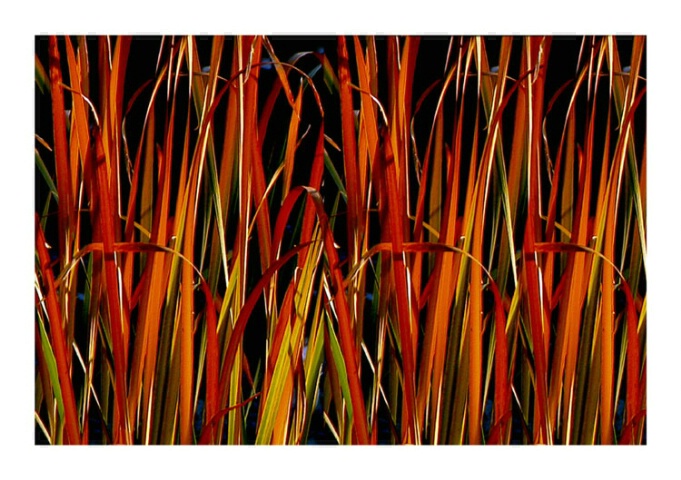 Bullrush Ribbons