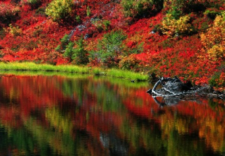 Fire Red Reflection 