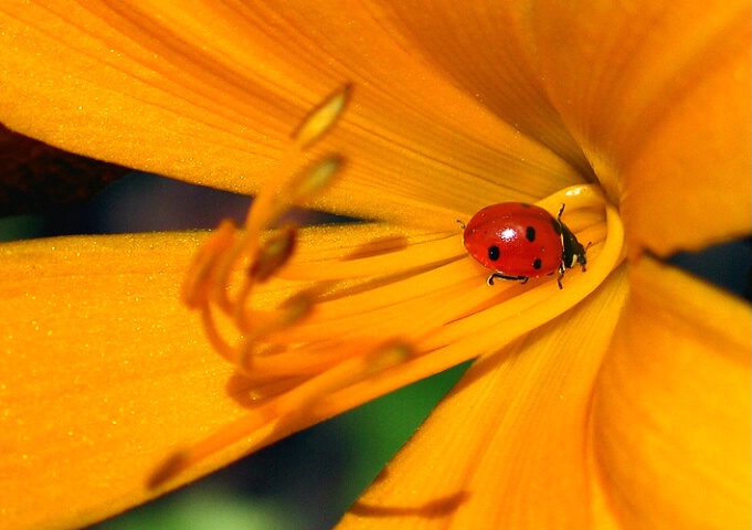 ladybug