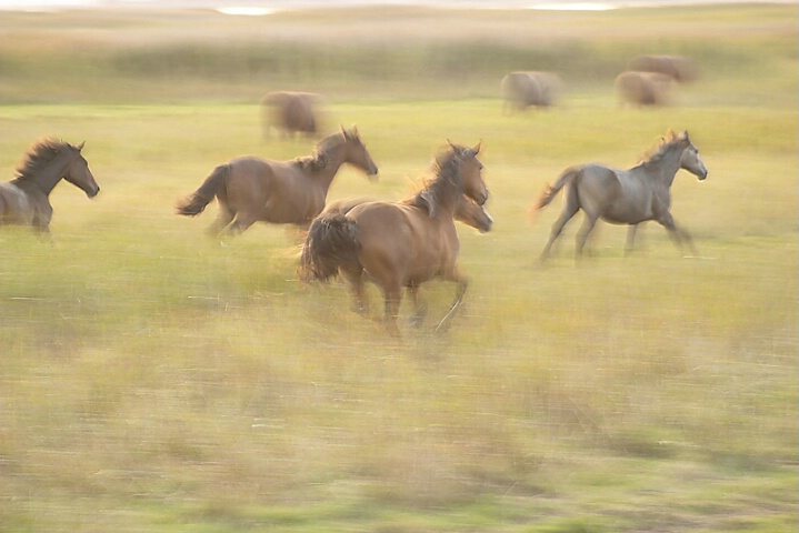 Horses in action