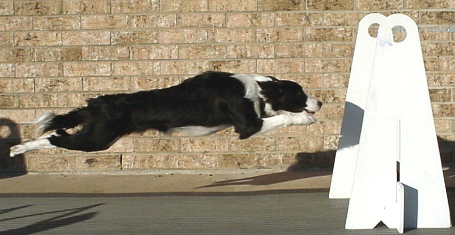Flyball dog