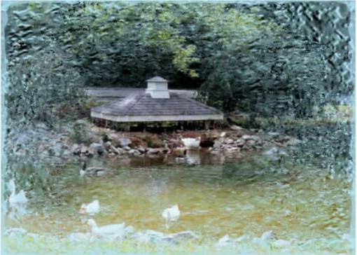 Duck  pond