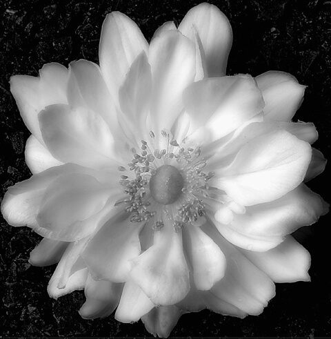 Anemone in Black and White