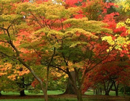 Autumn Colours 2