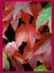 Fall