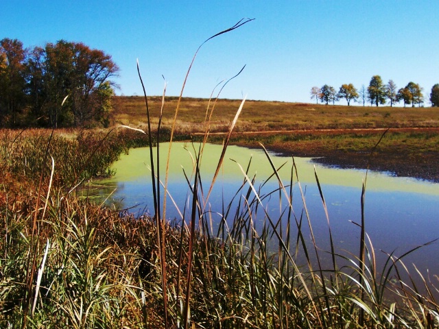 Beauty in the Marsh, Horicon Wisconsin