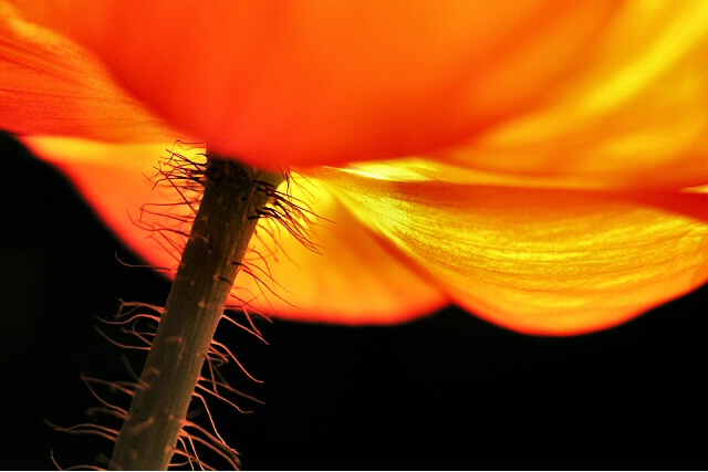 orange poppy