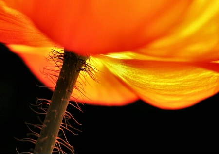 orange poppy