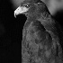 2Harris' Hawk - ID: 195786 © Rhonda Maurer