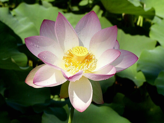 Sacred Lotus