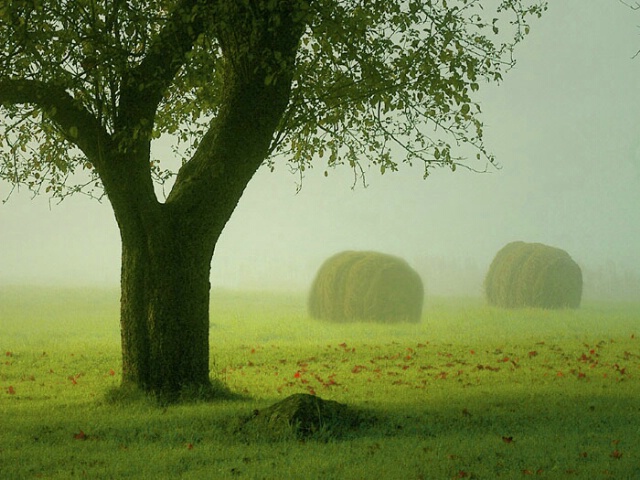 Under the Apple Tree