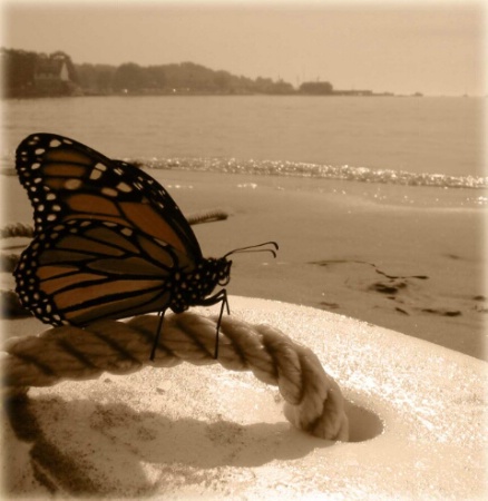 Butterfly At The Beach