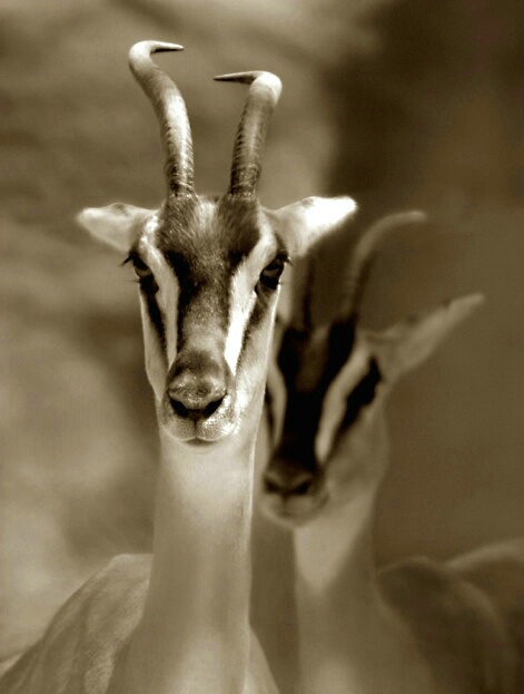 Two Gazelles - ID: 197282 © Mary-Ella Bowles