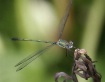 Dragonfly (2)
