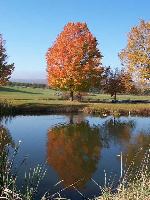 Sweet Fall Reflection