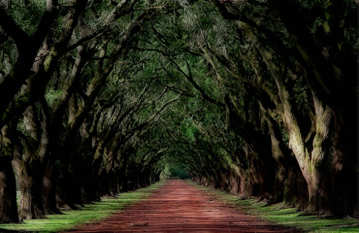 Dreamy Oaks in a Row