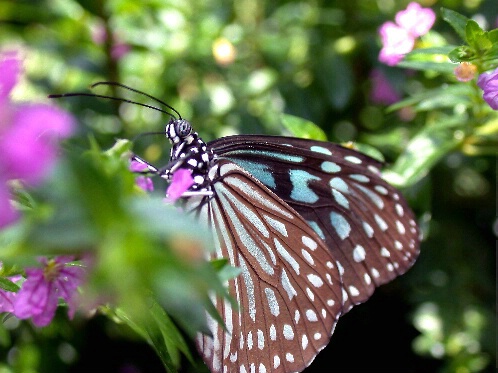 Butterfly 1 - ID: 198600 © DEBORAH thompson