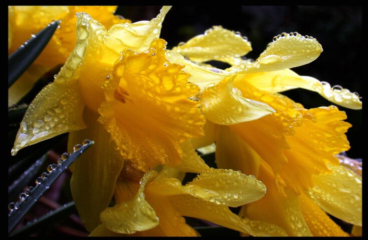 Dewiest Daffodils