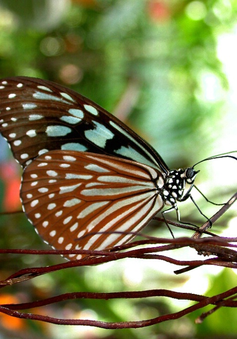 Butterfly 3 - ID: 199354 © DEBORAH thompson