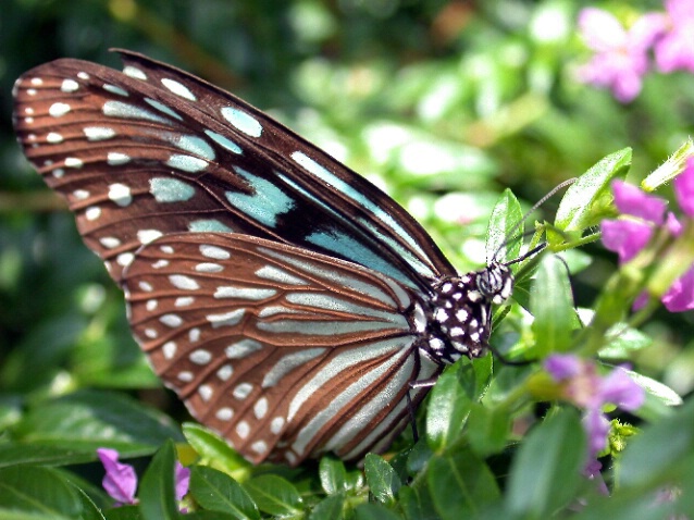 Butterfly 2 - ID: 199356 © DEBORAH thompson