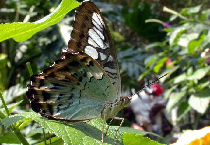 Butterfly 8 - ID: 199357 © DEBORAH thompson