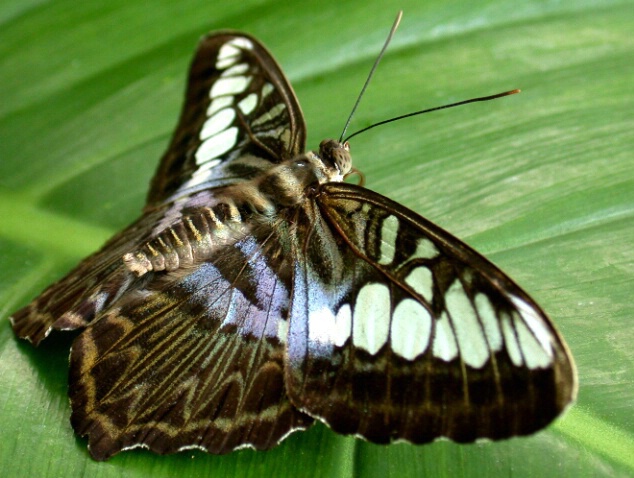 Butterfly 14 - ID: 199358 © DEBORAH thompson