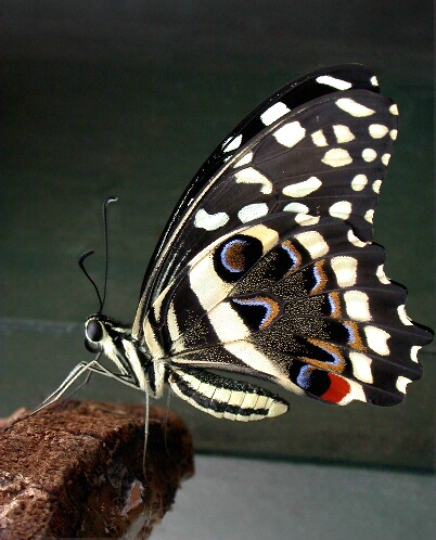 Butterfly 12 - ID: 199360 © DEBORAH thompson
