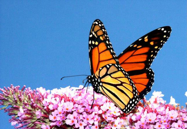 Late Summer Monarch