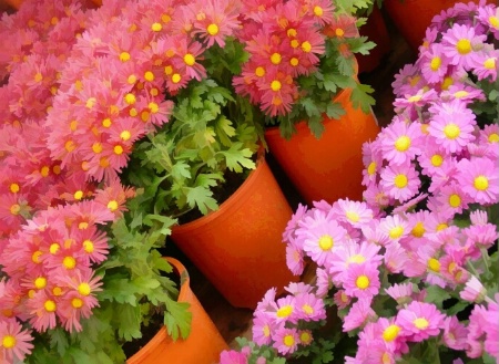 Potted Flowers Abstract