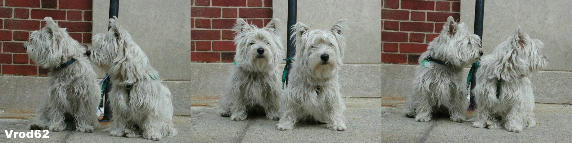 Bronxville Pooches