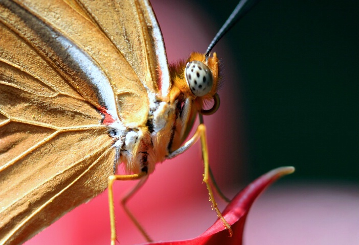 Butterfly Profile - ID: 200635 © Rhonda Maurer