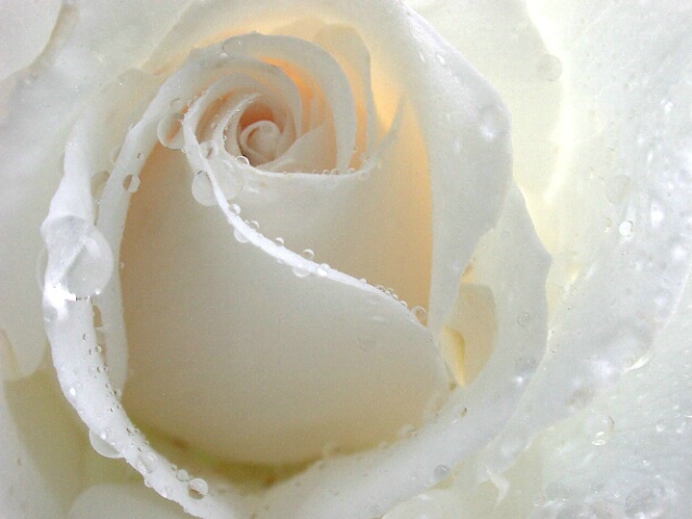 One Dewey White Rose - ID: 201029 © DEBORAH thompson