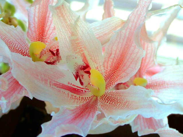 Orchids - ID: 201290 © DEBORAH thompson