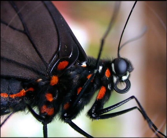 Butterfly 5 - ID: 201303 © DEBORAH thompson