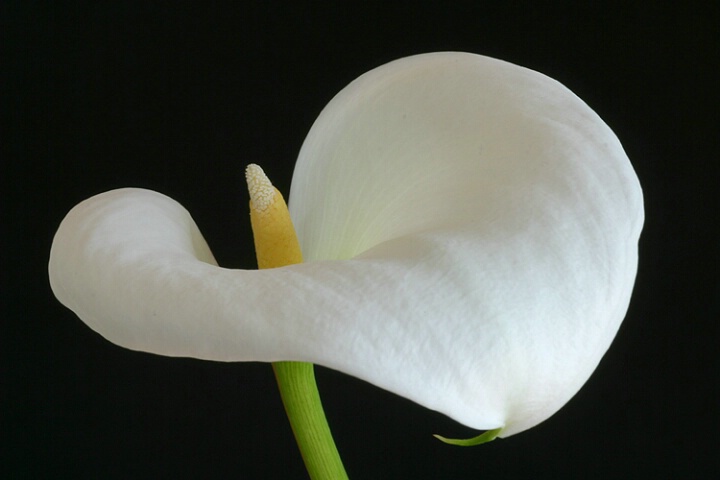 Arum Lily