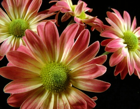 Coral Splendor Mums