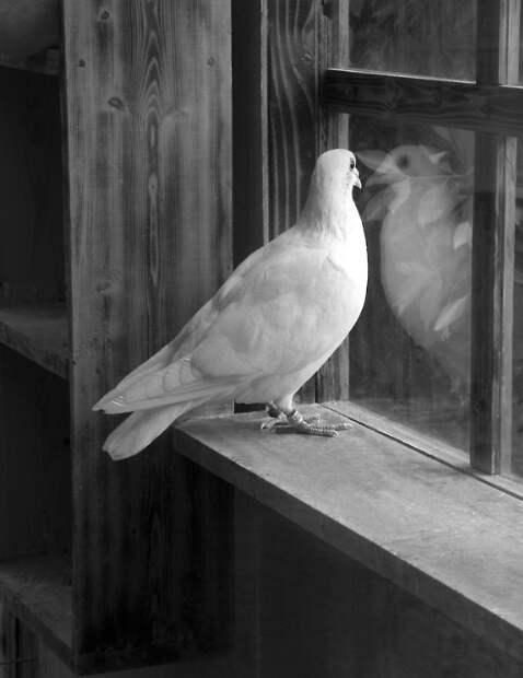 Solitary - ID: 203226 © Mary-Ella Bowles