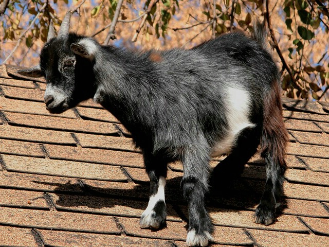 Goat on a Roof