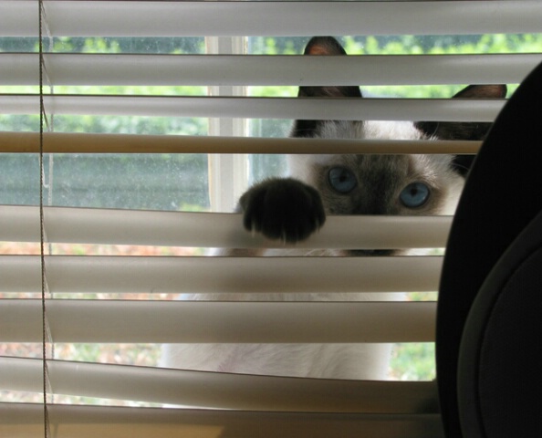 A Peeping Tom