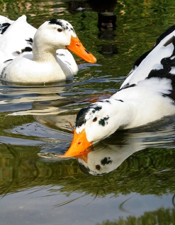 ducks